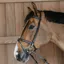 Dy'on Working Training Bridle - Brown