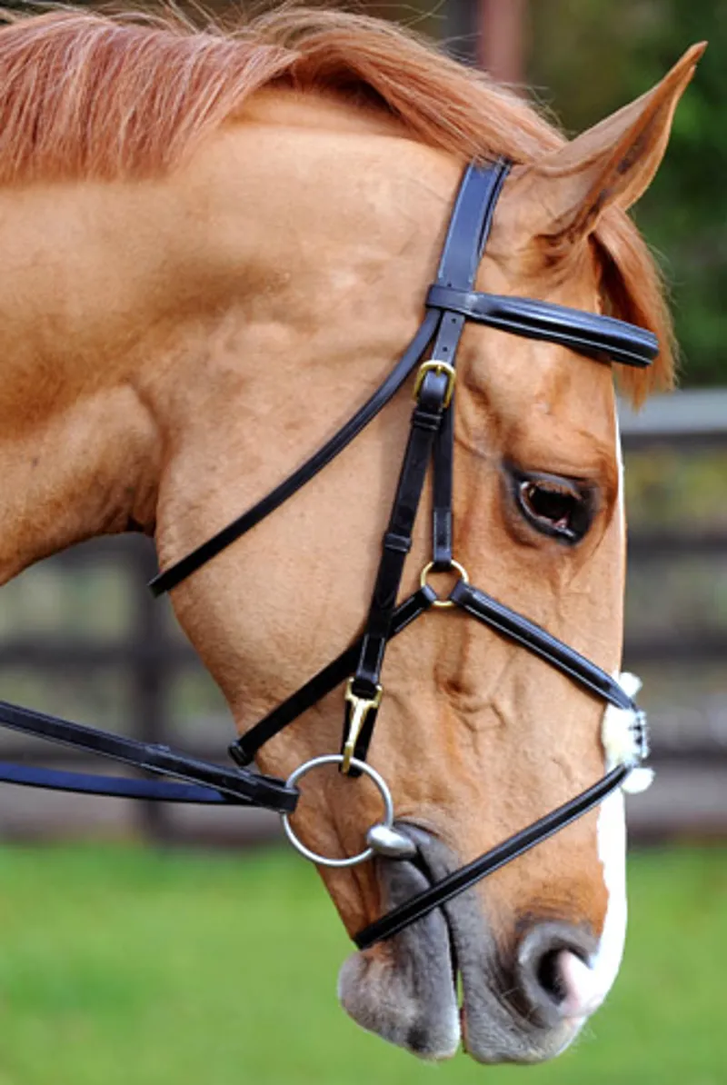 John Whitaker JW4 Super Deluxe Mexican Grackle Bridle Oak Brown Cob