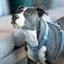 Kentucky Velvet Loop Dog Harness - Light Blue