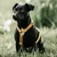 Kentucky Velvet Loop Dog Harness - Mustard