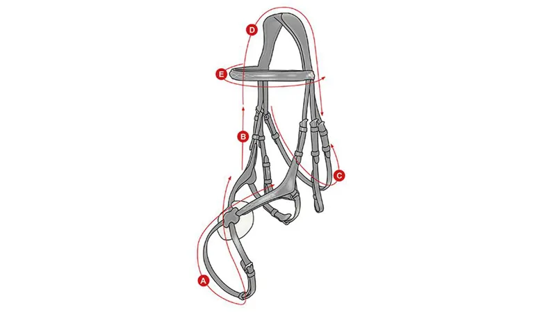 Lemieux Grackle Bridle Size Guide