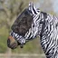 QHP Fly Mask with Ears - Zebra