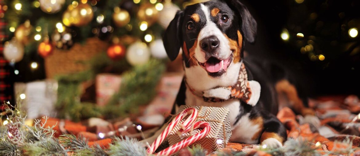 Christmas Gift Guide Pets