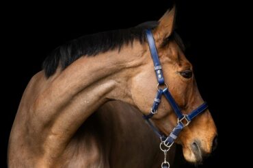 Equilibrium Stellar Safety Headcollar