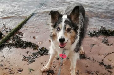 Dog StreamZ Magnetic Collar Review