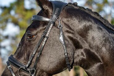 Equiline Build A Bridle