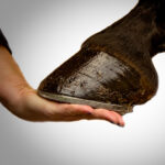 Winter Hoof Care for Horses: Expert Tips for Healthy Hooves All Season