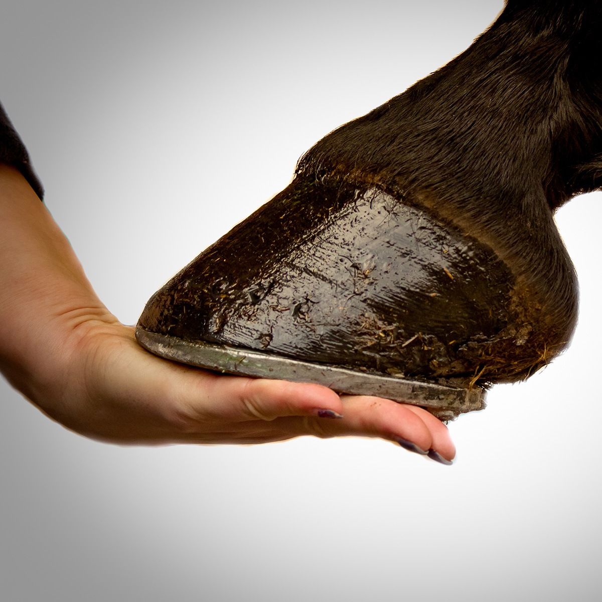 Winter Hoof Care for Horses: Expert Tips for Healthy Hooves All Season