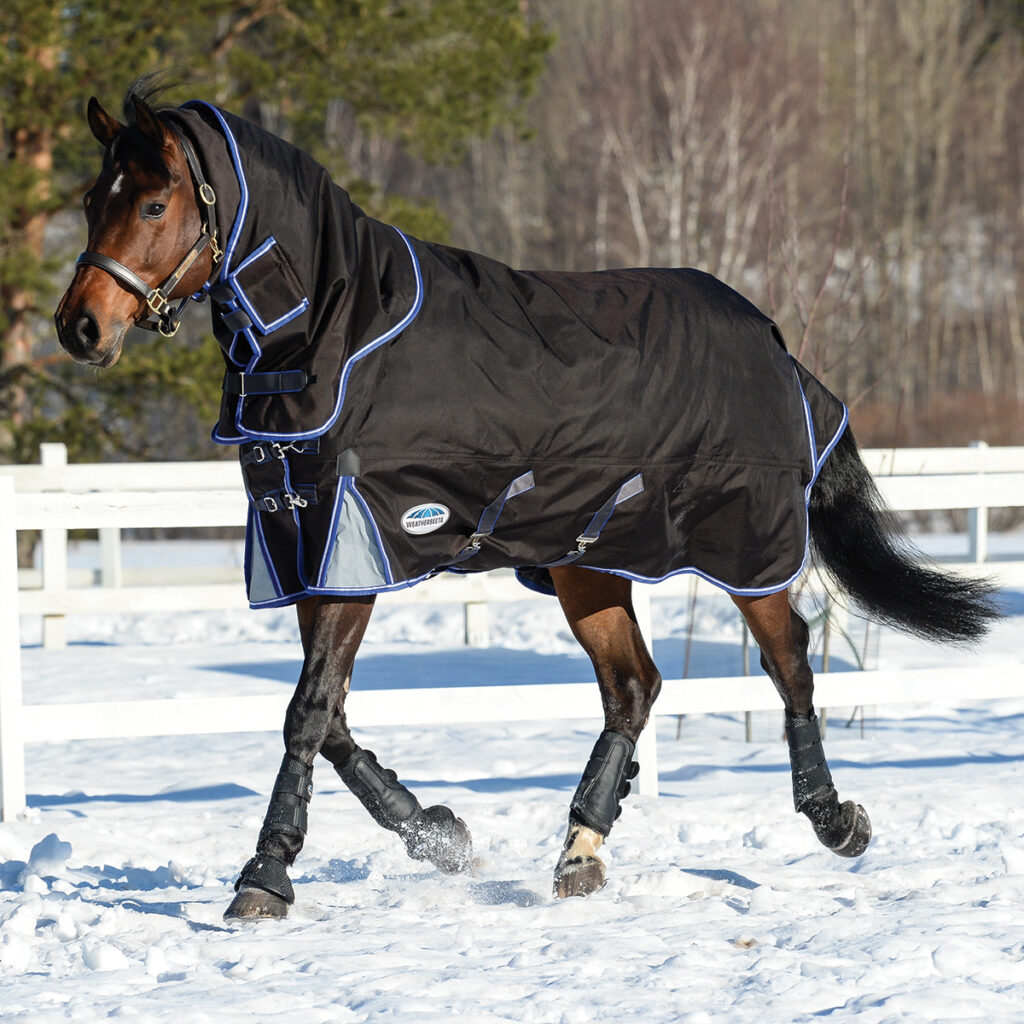A horse enjoying winter turnout in the snow.