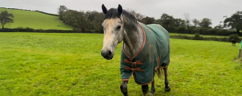 Horse in WeatherBeeta turnout rug.