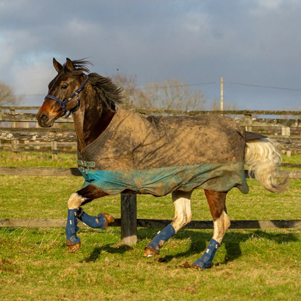 Equilibrium Turnout Boots on horse in a field