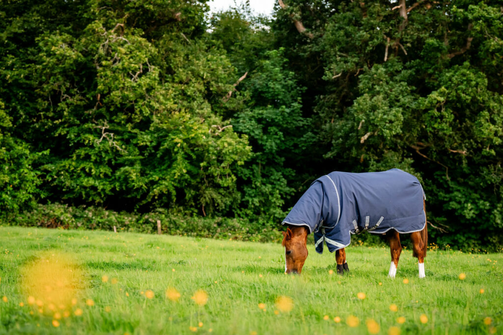 Lifestyle Horseware Rugs Navy