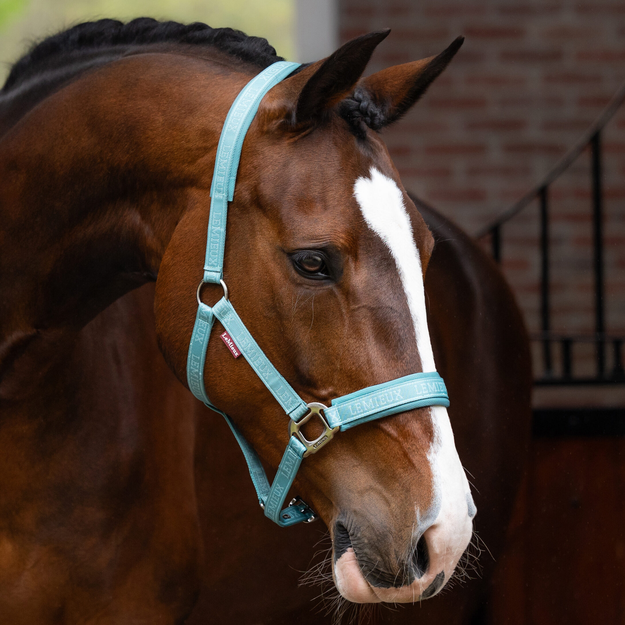 lemieux headcollar lagoon