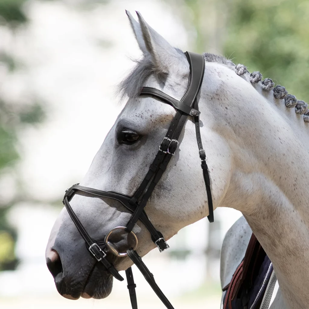 Antarès Origin Grackle Bridle