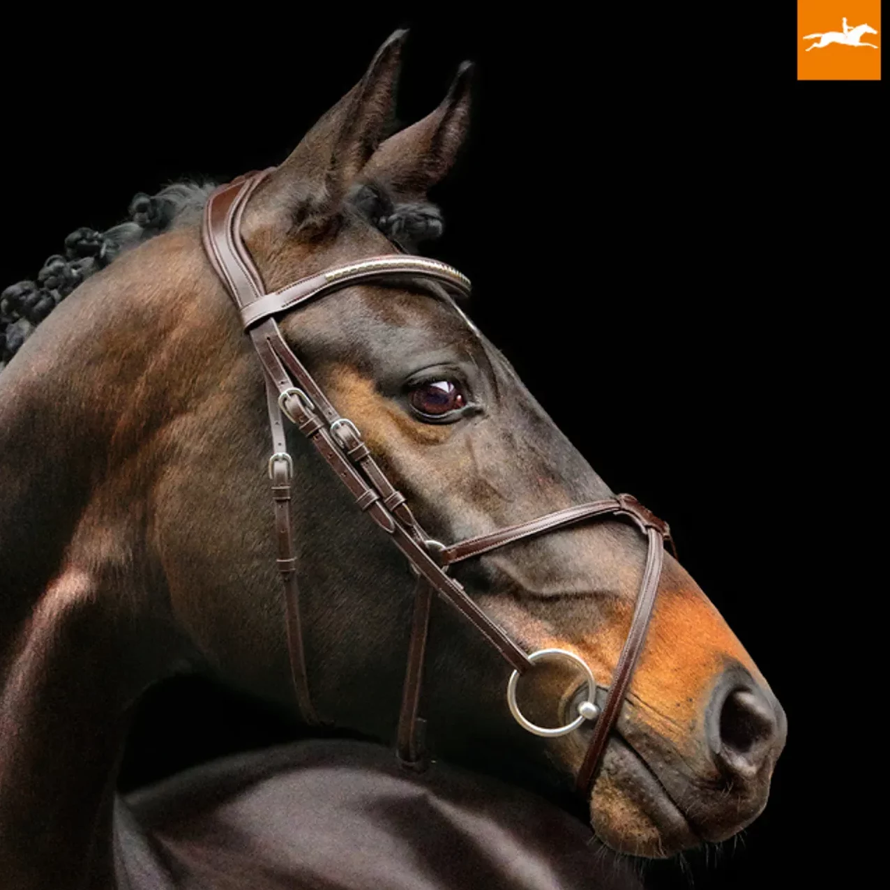 Schockemohle Rio Select Mexican Grackle Bridle