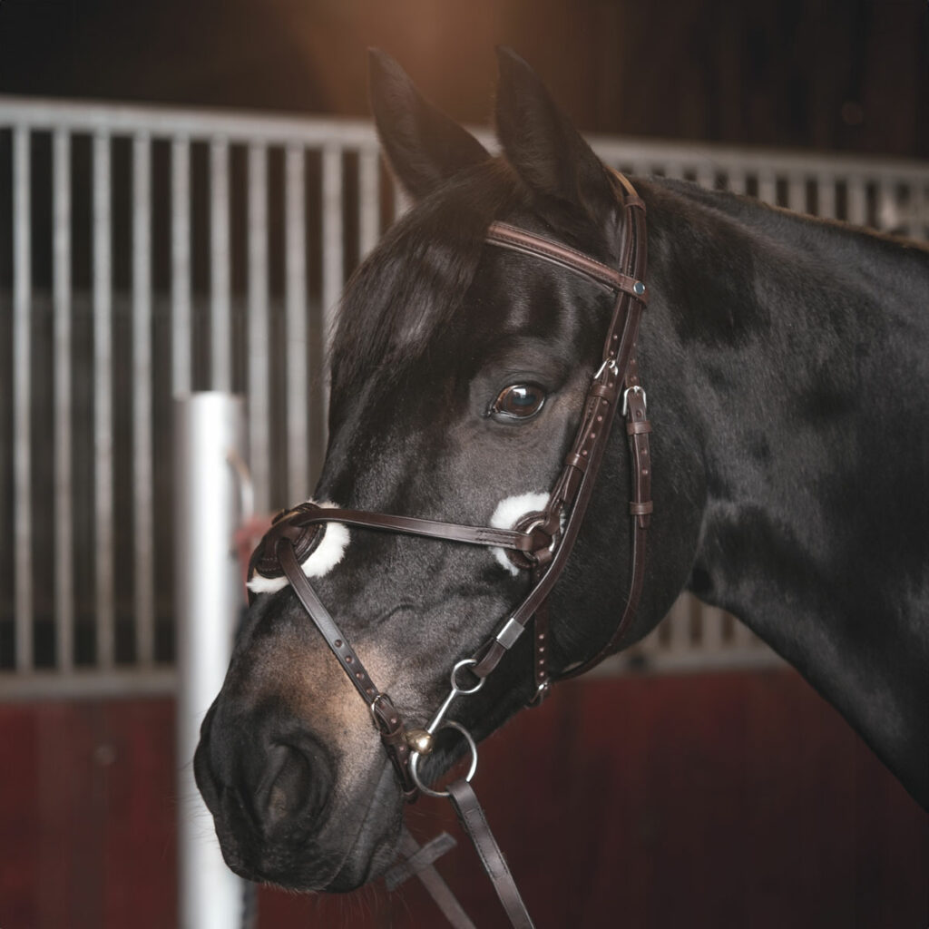 Stübben Leitrim Mexican 2305 Grackle Bridle