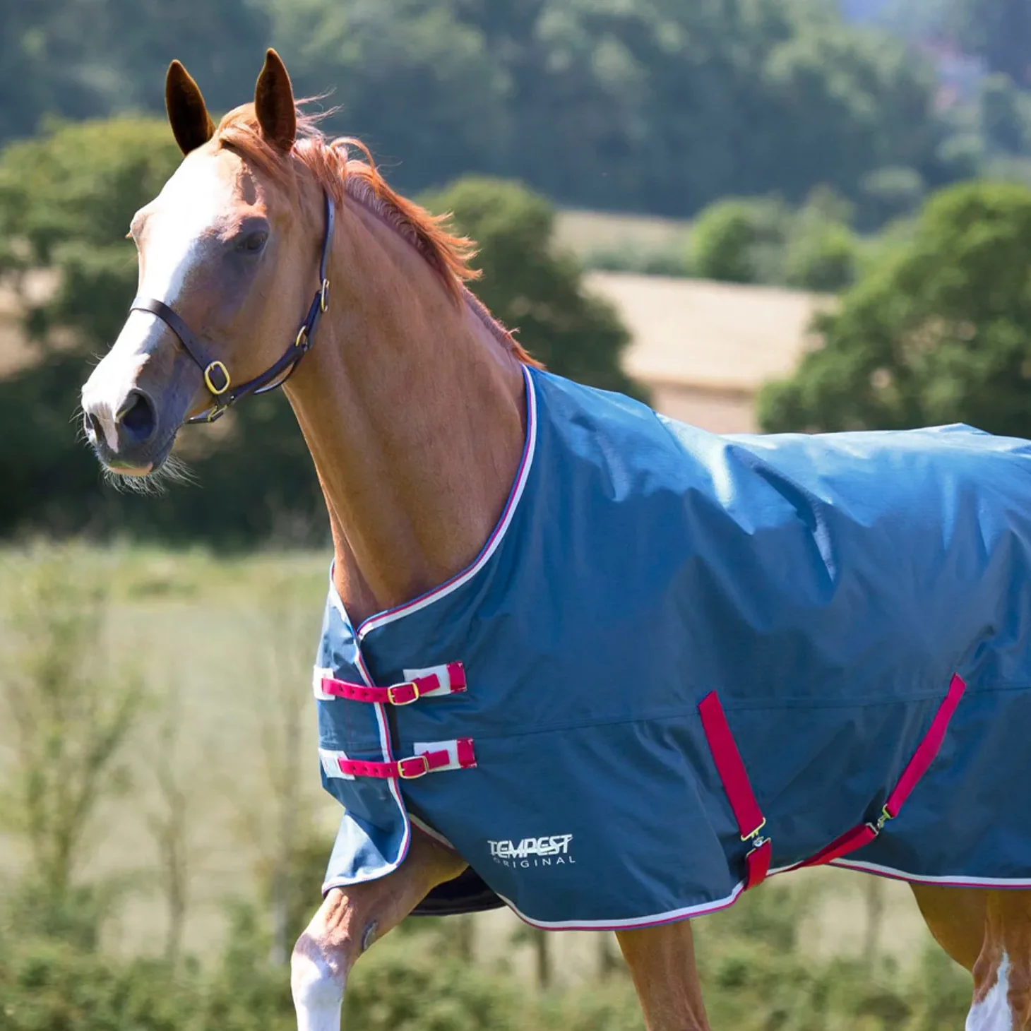 Standard Neck Turnout Rugs
