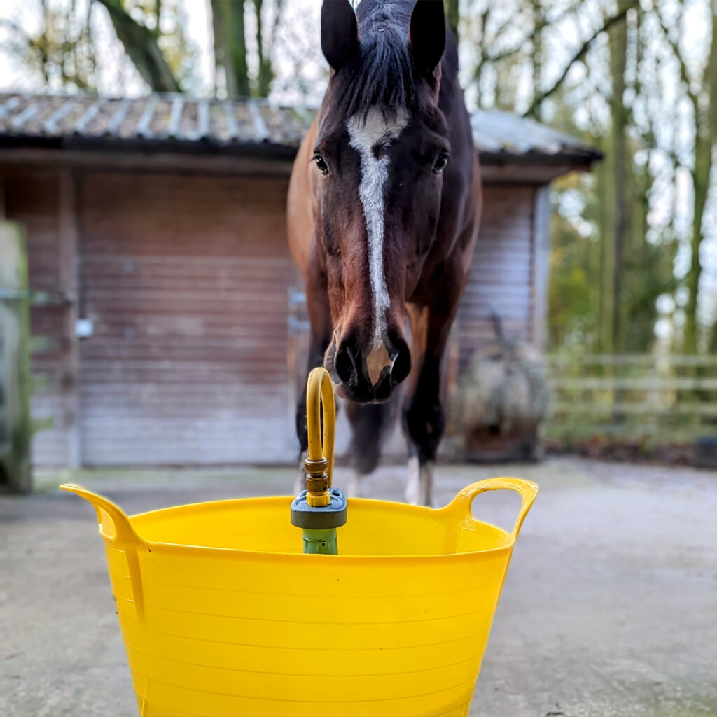 buy a horse sealstop lifestyle