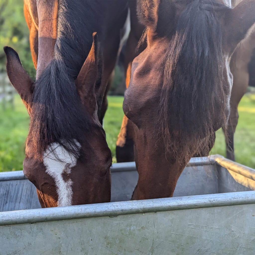 buy a horse drinking lifestyle