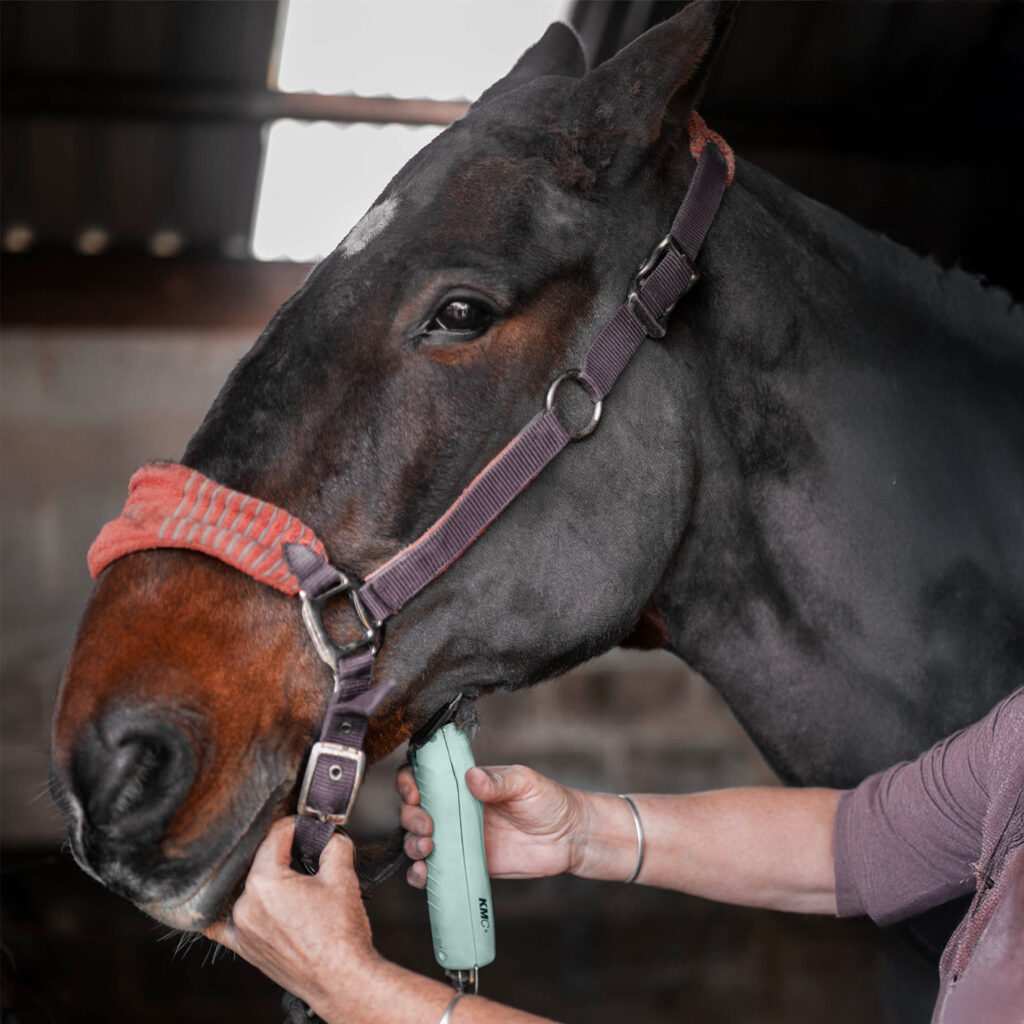 buy a horse horse wahl clippers
