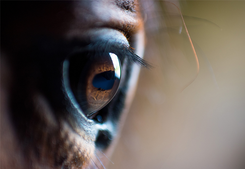 buy a horse horse eye
