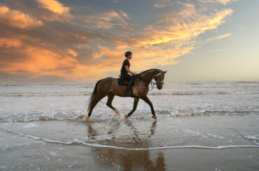how to buy a horse top tips 2025 banner image