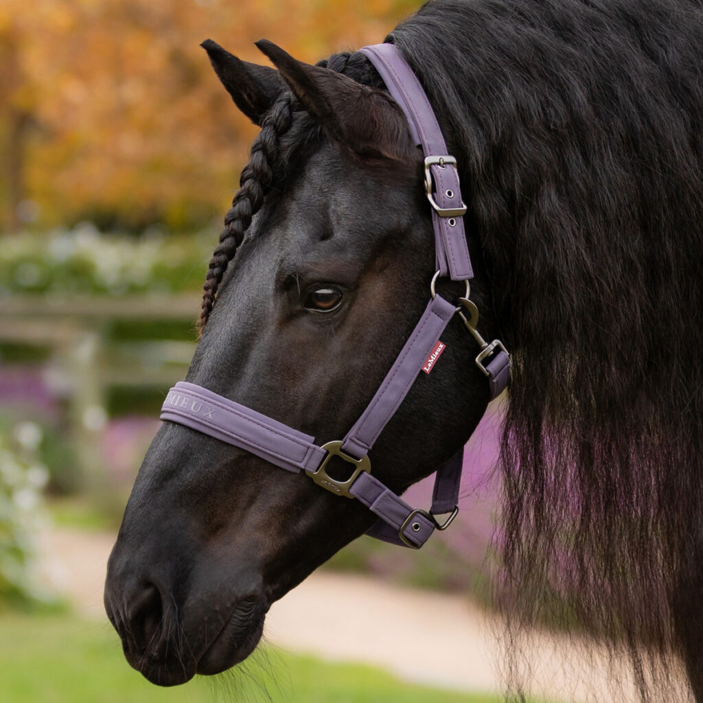 LeMieux New Colour - Juniper Headcollar