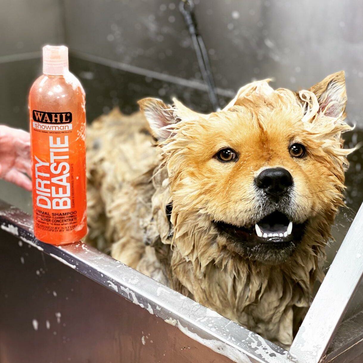 Dirty Beastie Shampoo for Dogs