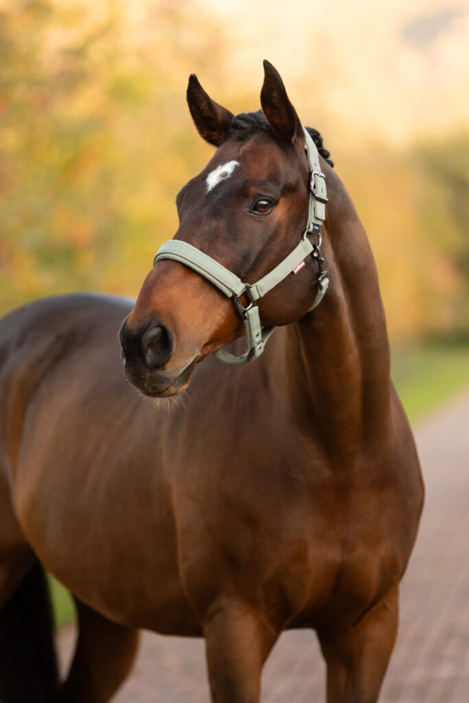 A horse wearing a headcollar, looking healthy and alert  horse feed.