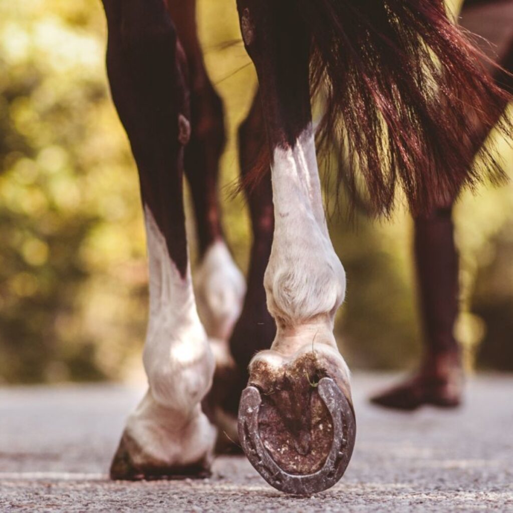 A horse's hind hooves.