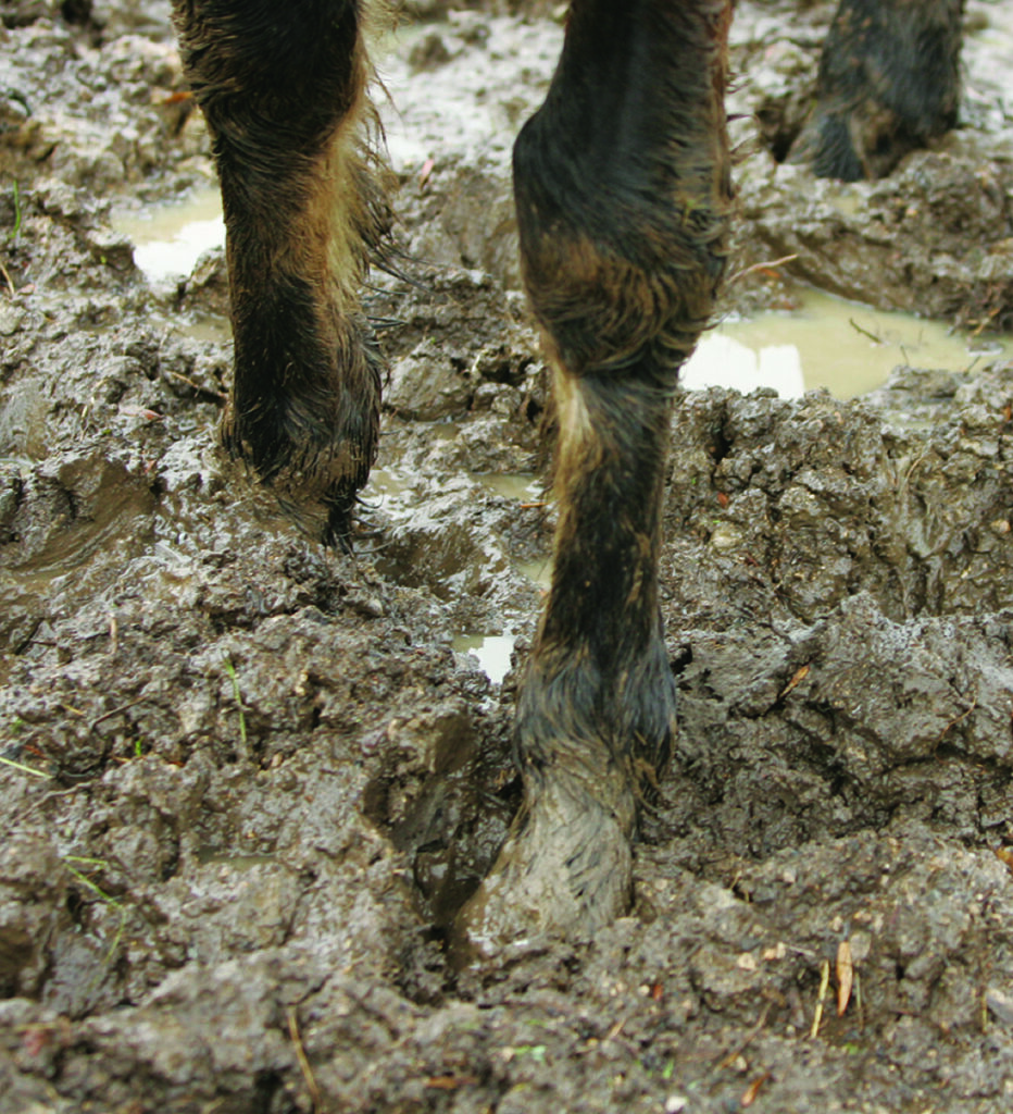 A horse's front legs submerged in mud.