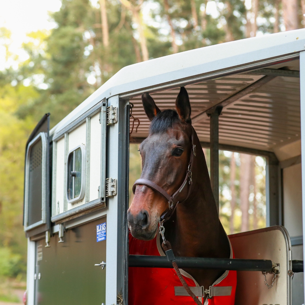 Horse in horse trailer.