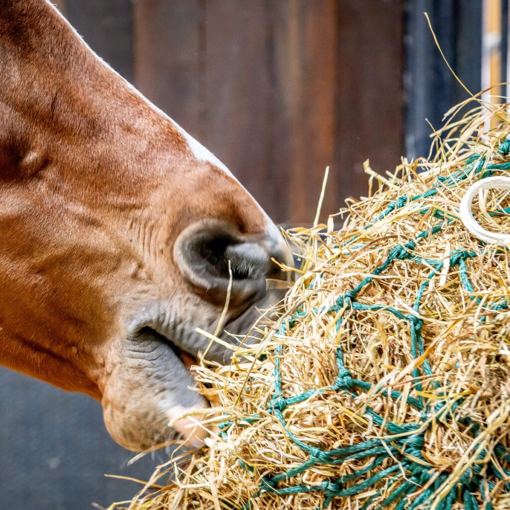 Horse feeding from haynet.