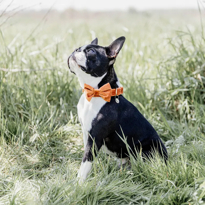 Kentucky Velvet Dog Bow Tie - Orange-4