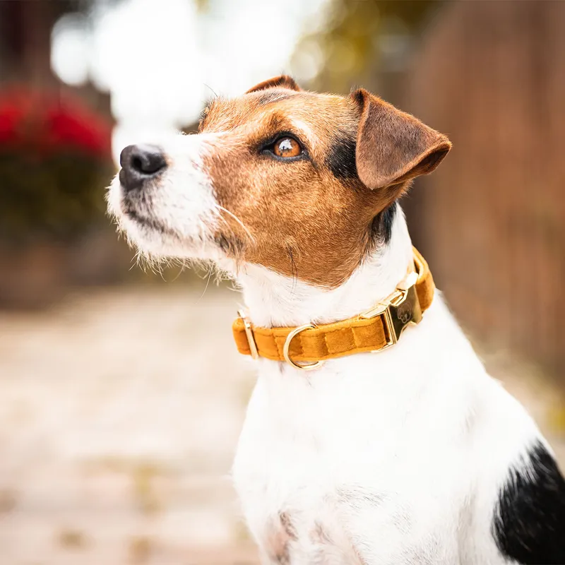 Kentucky Velvet Dog Collar - Mustard-3