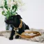 Kentucky Velvet Dog Lead - Mustard