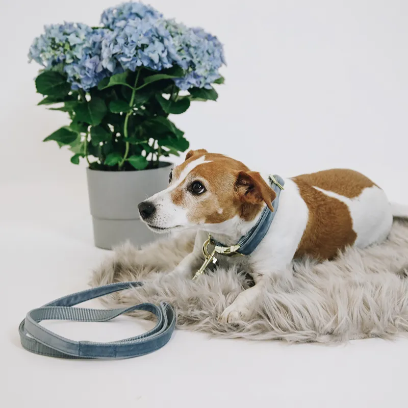 Kentucky Velvet Dog Lead - Light Blue-3