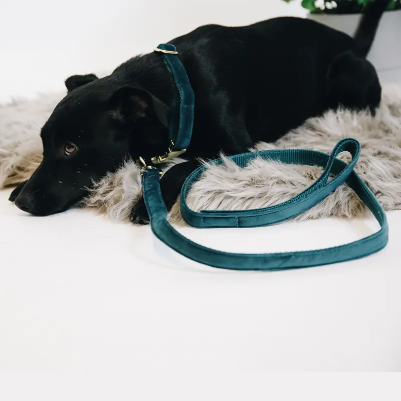 Kentucky Velvet Dog Lead - Emerald-3