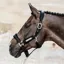 Kentucky Velvet Headcollar - Black