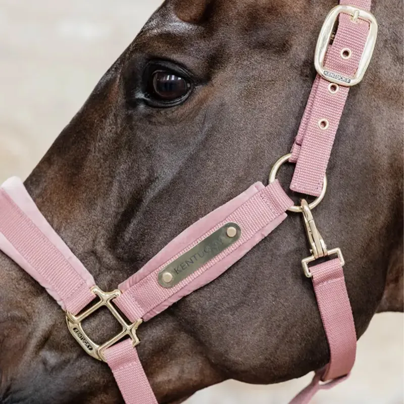 Kentucky Velvet Headcollar - Old Rose-2