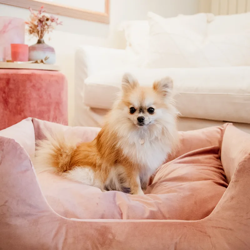 Kentucky Velvet Dog Bed - Old Rose-2