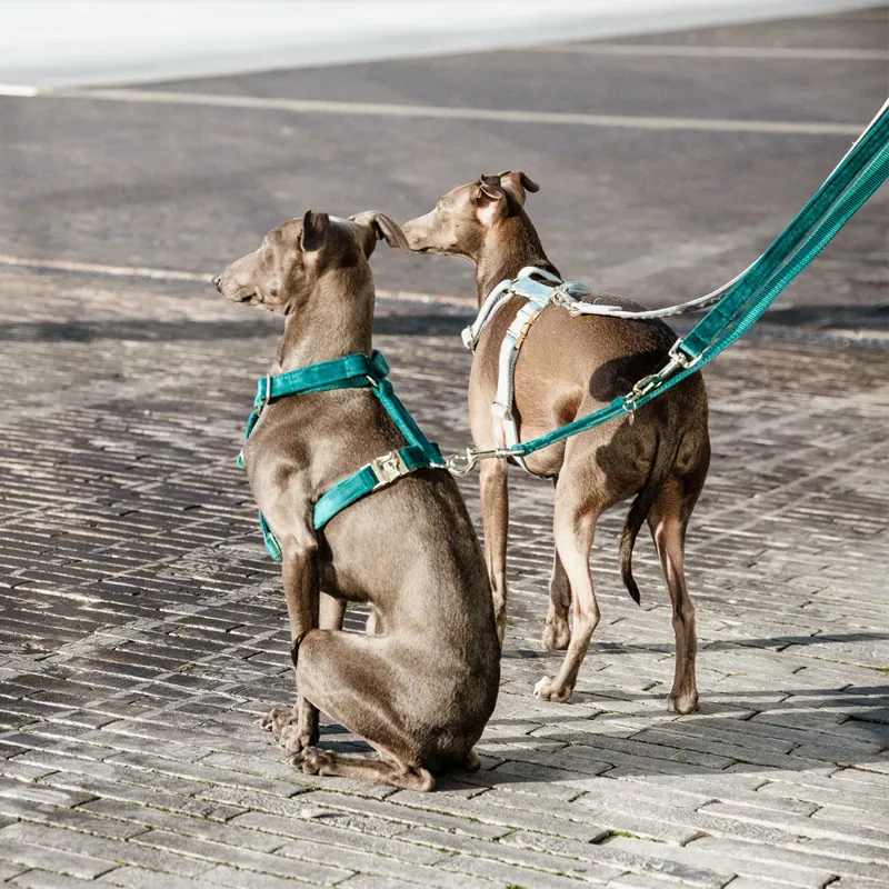 Kentucky Velvet Loop Dog Harness - Emerald-9