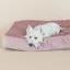 Kentucky Velvet Pillow Dog Bed - Old Rose