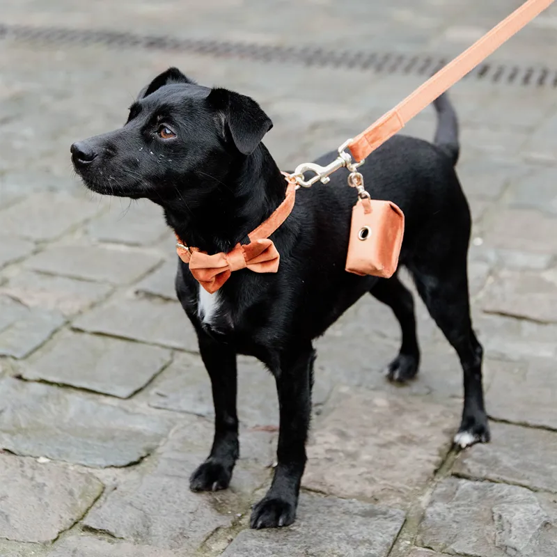 Kentucky Velvet Dog Bow Tie - Orange-6