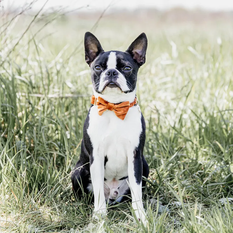 Kentucky Velvet Dog Bow Tie - Orange-3