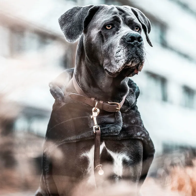 Kentucky Leather Velvet Dog Collar - Brown-3