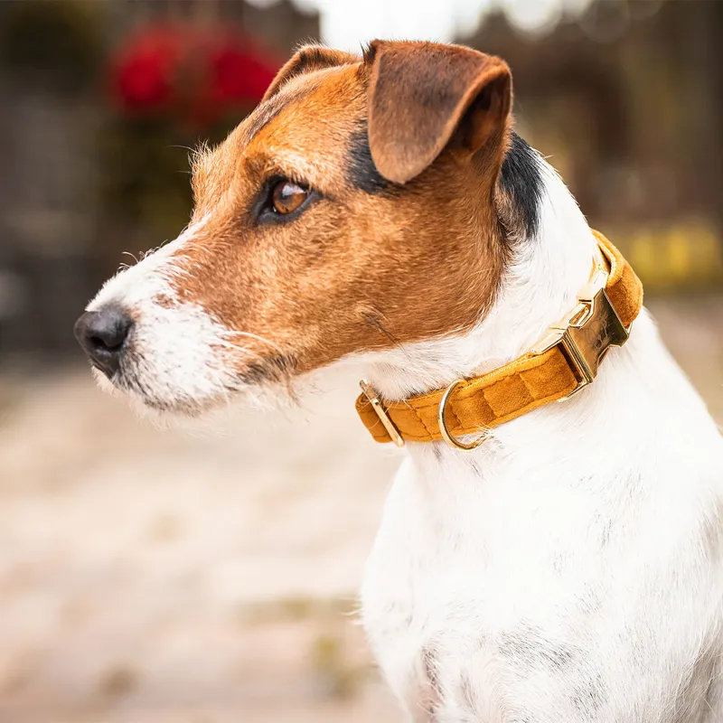 Kentucky Velvet Dog Collar - Mustard