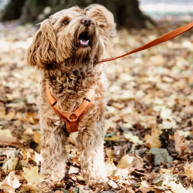 Kentucky Velvet Dog Lead - Orange-1