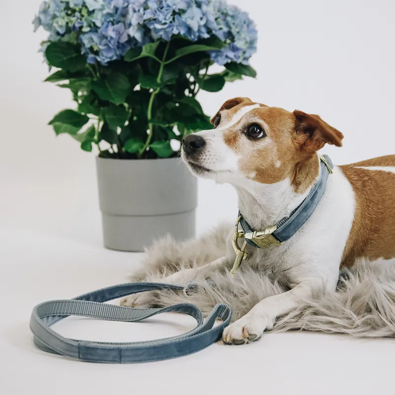Kentucky Velvet Dog Lead - Light Blue