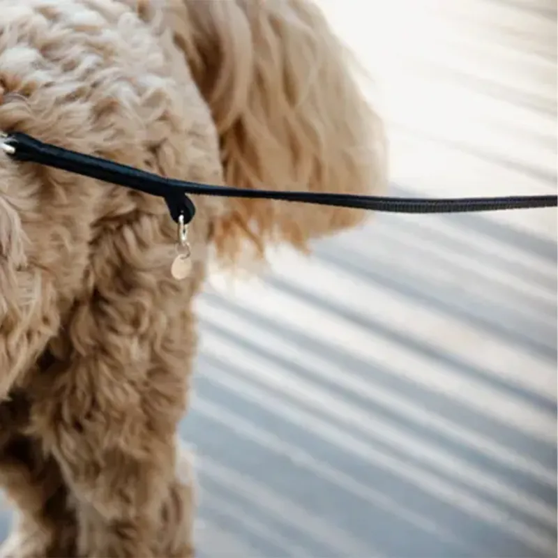 Kentucky Velvet Dog Lead - Black-2